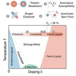 Phase diagram of two-dimensional antiferromagnets as a function of doping and temperature. This work studied the region represented by the red arrow. Different observations in context of magnetic polarons could be made as a function of increasing doping (indicated by the number insets).